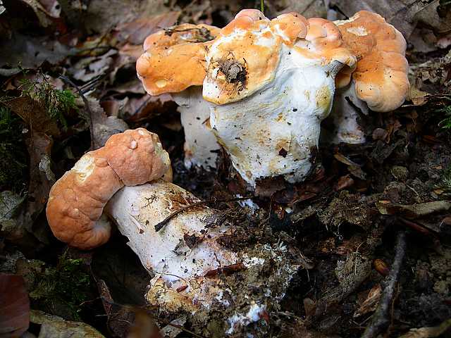 2005 :  Un anno di funghi